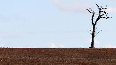 Ominous dead tree emoji brings climate anxiety to your phone