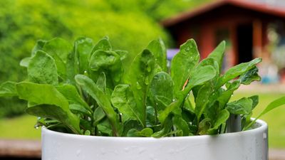 Growing spinach in pots is perfect for nutritious harvests in small urban spaces – it's as simple as following these 7 expert-recommended steps