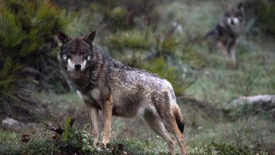 EU lowers protection for wolves as tensions grow over livestock attacks