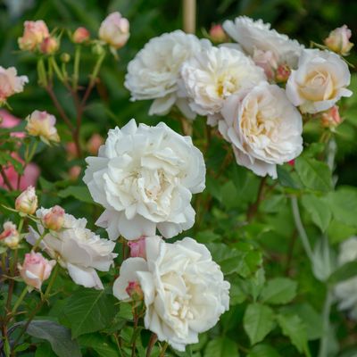 5 superhero blooms to plant in your garden now to keep aphids off your roses, according to garden experts