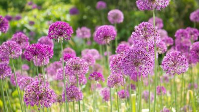 8 essential gardening jobs for May to get your outdoor space summer-ready