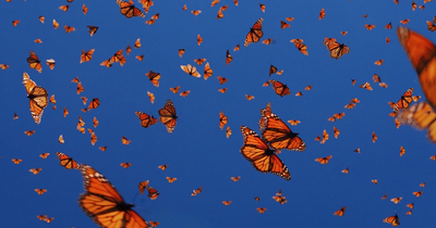 I Went To The Monarch Butterfly Biosphere Reserve In Mexico, And Here Are 23 Pictures I Took
