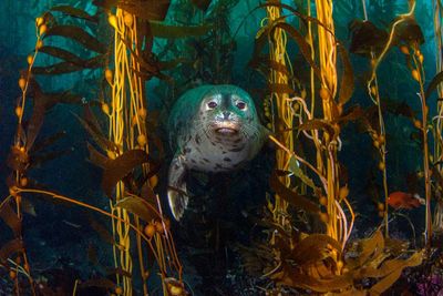 The hidden underwater eden of ‘California’s Galapagos’, where seals and grizzly bear-sized bass reign