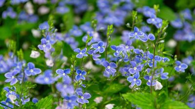 9 underrated evergreens to give your yard a year-round beauty boost – hardworking plants with zero fuss