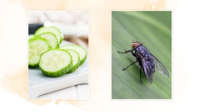 It's claimed all you need to get rid of flies is a cucumber– myth or fact? We've put it to the test to find out