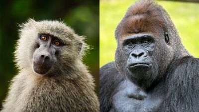 What's the difference between apes and monkeys?