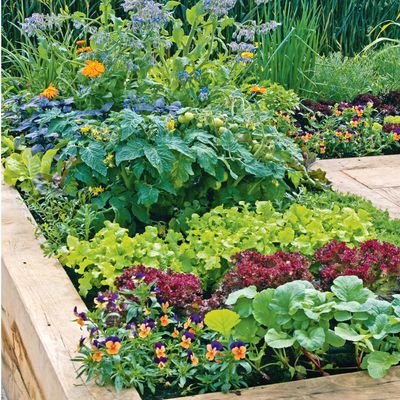 4 things I wish I knew before I started a raised vegetable bed for the first time as a now seasoned gardener