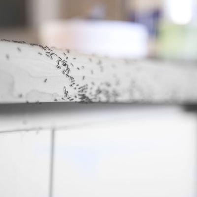 Does salt kill ants? Yes, but pest experts warn against using it for this simple reason