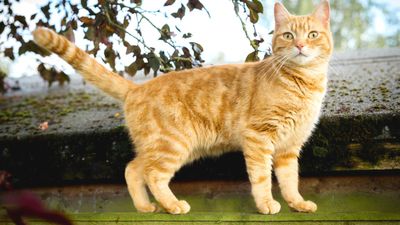 American Shorthair: The healthy cat breed that’s adaptable and easygoing