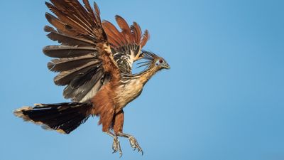 Hoatzin: The strange 'stinkbird' born with clawed wings that appears to be an evolutionary 'orphan'