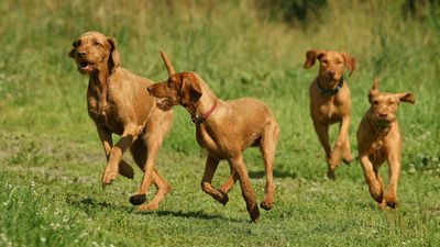 14 pointing dog breeds from around the world