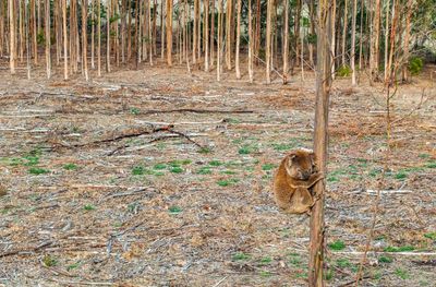 Koalas face death, attacks and starvation as blue gums chopped down in Victoria