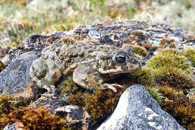 UK’s noisiest amphibians making ‘remarkable comeback’ in South Downs