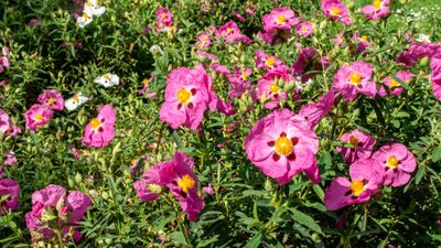 Cistus varieties – 11 joyful sunroses to brighten your plot