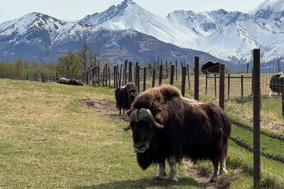 An Alaska Mother's Day tradition: Mingling with ice age survivors on a farm