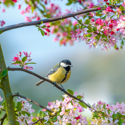 How to birdwatch from your garden and style your garden furniture to bring this hobby to your back door