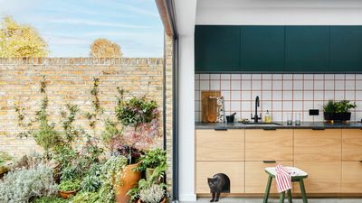 6 Creative Projects That Put Pets First — Design and Architecture for Cat and Dog Lovers