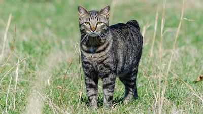 Known for their ‘missing’ tail, the Manx cat is a sweet-natured feline who'll get on well with everyone