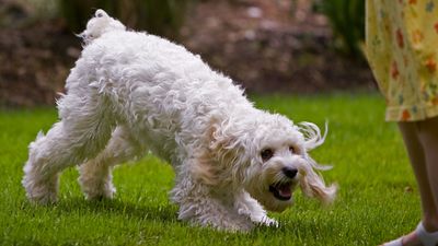 5 things dog owners get wrong when training reactive dogs, according to one expert
