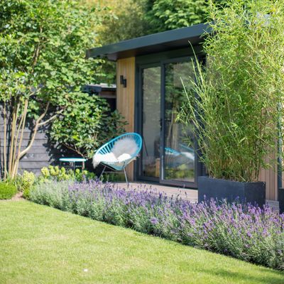 Lavender will bloom bigger and brighter if you add this £5 essential to your soil, say garden experts