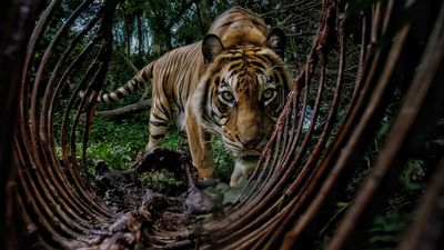 Images capturing a starving tiger, fighting bison and pit of vipers honored in environmental photography awards