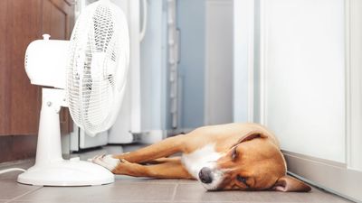 7 vet-approved ways to keep your dog cool this summer