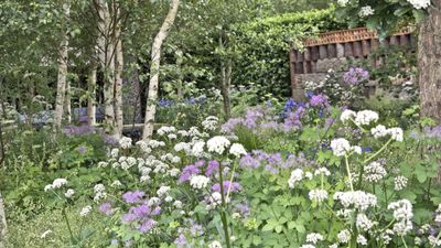 7 perennials to plant in May – you can grow them from seed this month to save money and enjoy glorious flowering displays for years to come