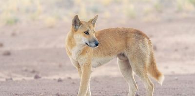Farmers fear dingoes are eating their livestock – but predator poo tells an unexpected story