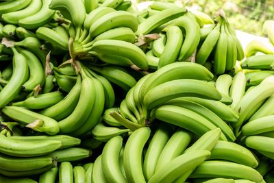 The future of bananas is under threat