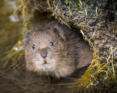 Less than 1% of UK biosecurity budget goes on tackling invasive species, figures show