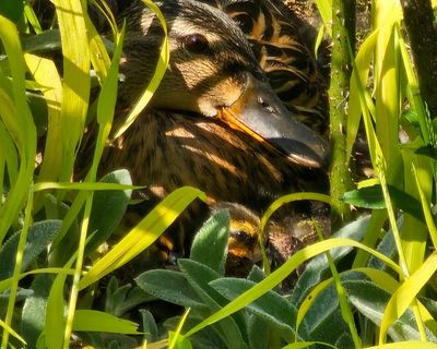 Country diary: Saluting the endurance of a brooding mallard