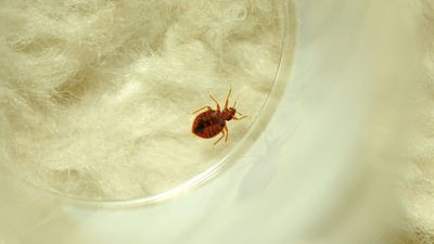 Bed bug traps help you detect pests early — and you can make your own