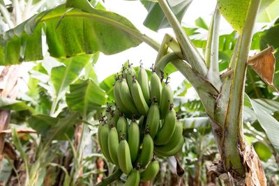 Climate crisis threatens the banana, the world’s most popular fruit, research shows