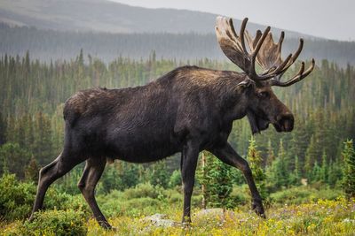 Elk could return to UK after 3,000 years in new rewilding plan