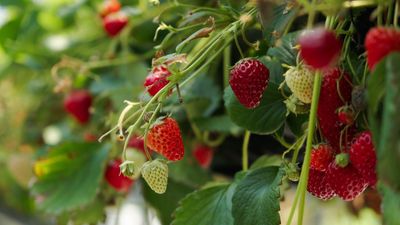 I've discovered a decoy hack to stop birds from eating your strawberry plants – it's so simple anyone can try it