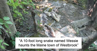 18 Hilarious Times Animals Created Total Chaos In Public