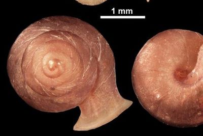 New snail species with shell shaped like Picasso’s art discovered