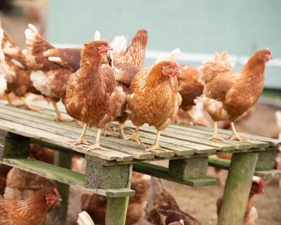 ‘Not a surprise’: what’s behind Australia’s egg shortage, and is it here to stay?