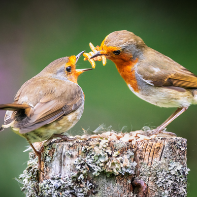 Robins will flock to your garden if you feed them this one ingredient, say wildlife experts