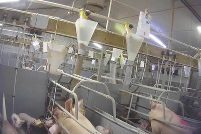 Supermarkets suspend ties with pig farm over animal abuse claims