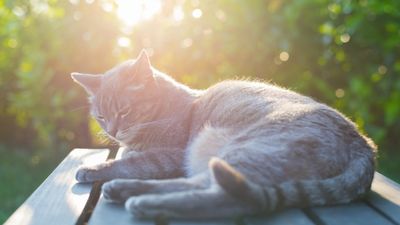 How to cool down a cat in hot weather: 14 helpful tips