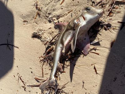 ‘A horror movie’: sharks and octopuses among 200 species killed by toxic algae off South Australia