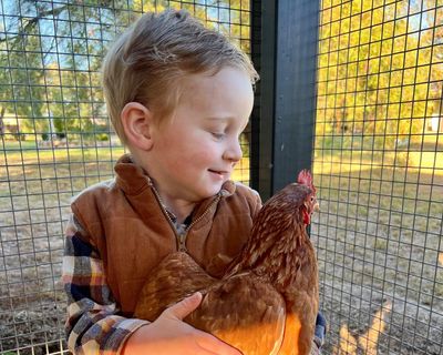 ‘Little chicken whisperer’: Tommy, sentinel flocks and the fight against deadly mosquito-borne viruses