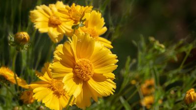 Best plants for sandy soil – gardening and plant experts recommend the 9 flowers and shrubs that will thrive in these conditions