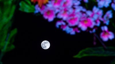 The 2025 full Flower Moon rises tonight: Here's what to expect