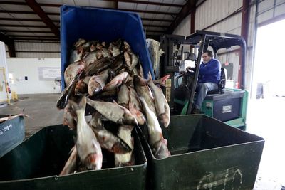 Trump administration promises Illinois it will pay to keep carp out of the Great Lakes