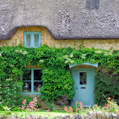 6 climbing plants that thrive on neglect and will add interest to your garden fence and walls with zero effort