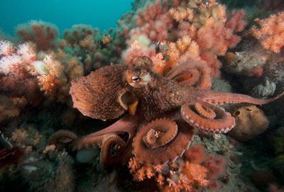 Maybe don't anthropomorphize octopuses