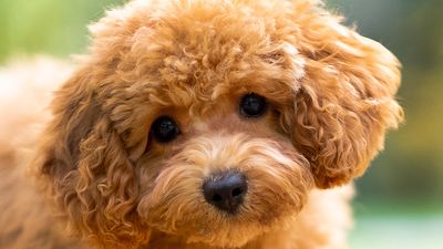 Toy poodles are seriously clever canines that are up for pretty much anything