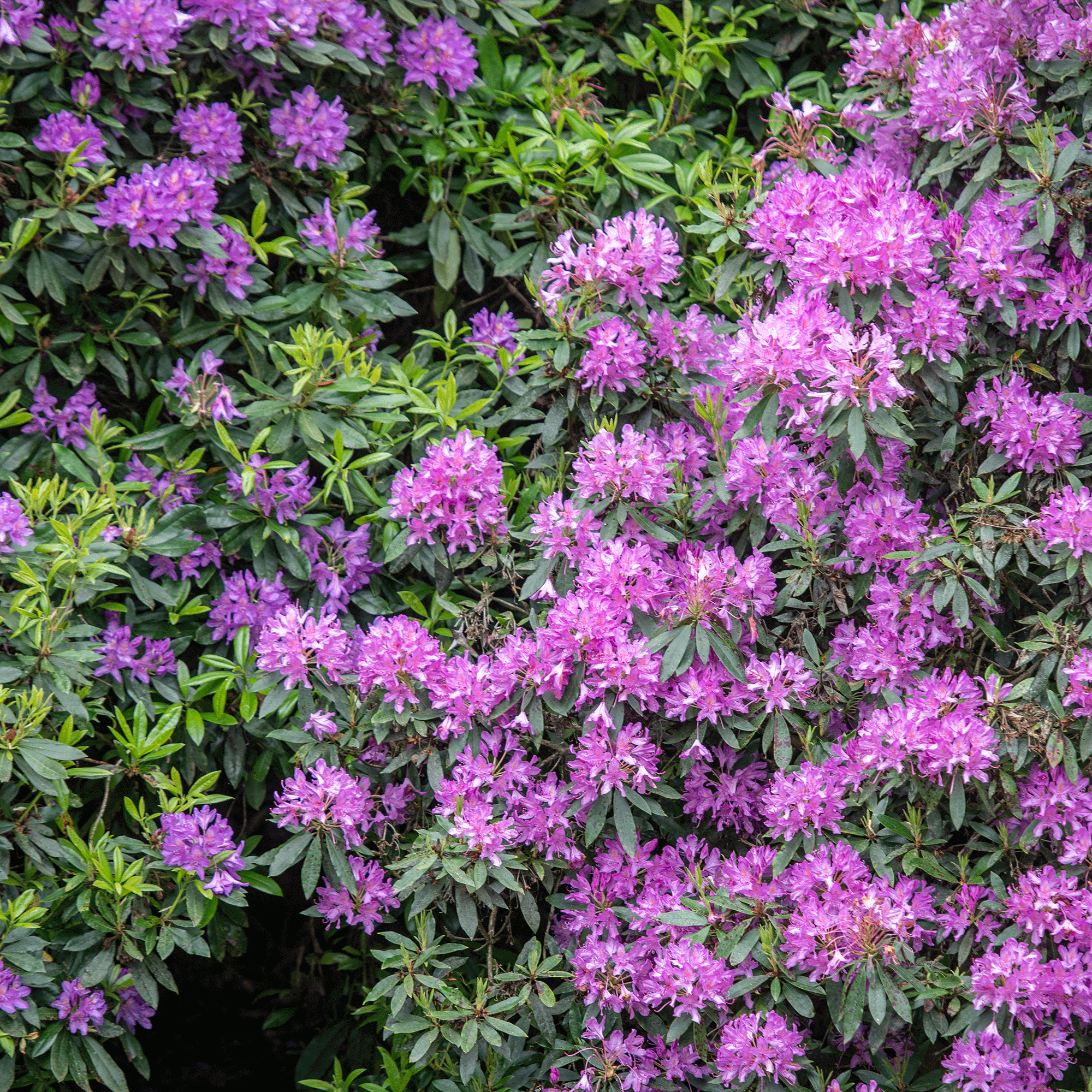 3 reasons why your rhododendron isn’t flowering and what you can do to ensure beautiful, vibrant blooms